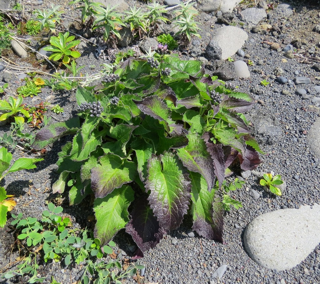 Изображение особи Saussurea riederii.