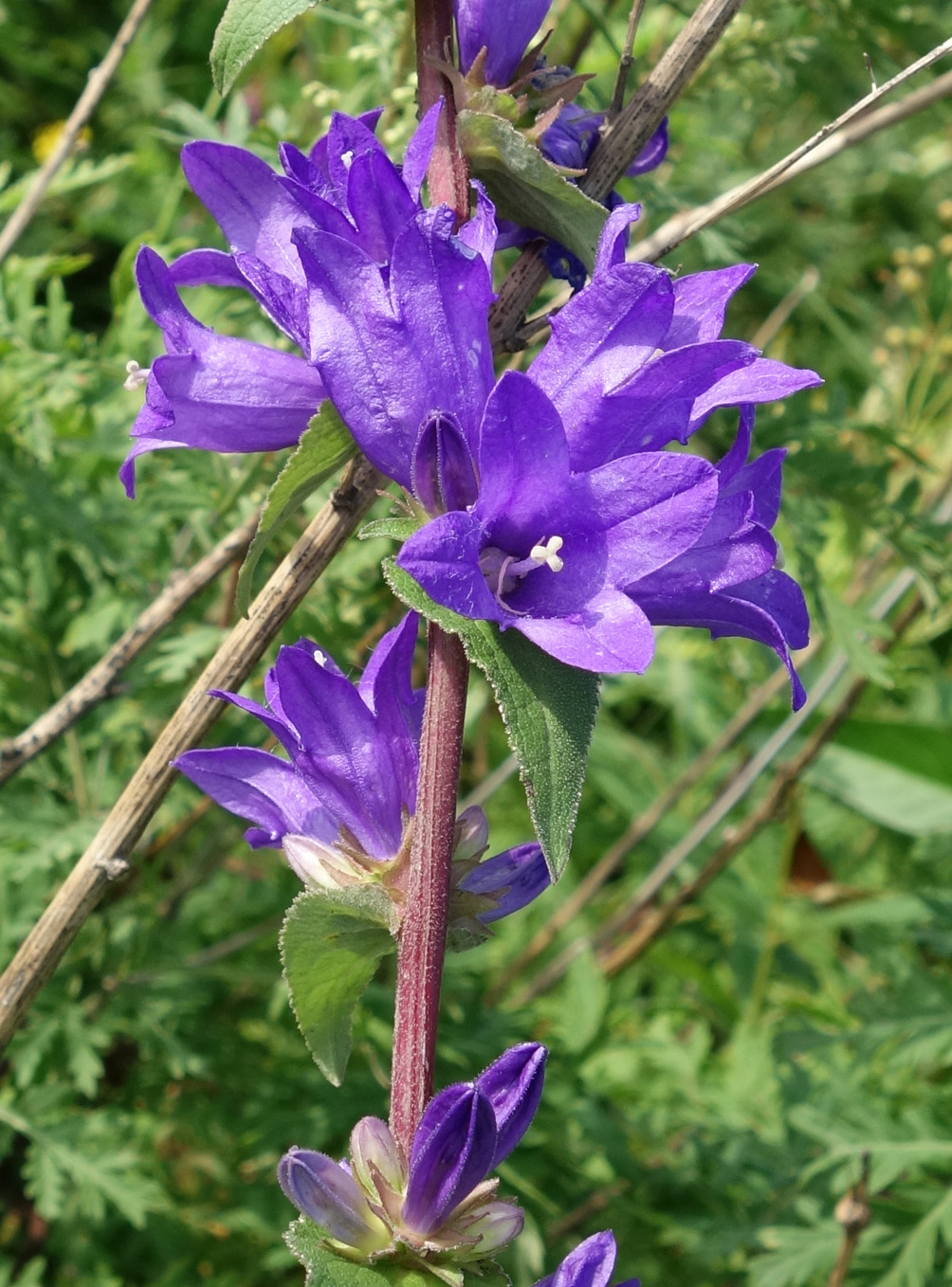 Изображение особи Campanula cephalotes.