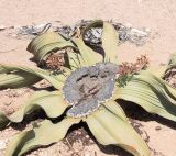 Welwitschia mirabilis