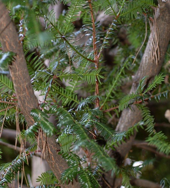 Изображение особи Torreya nucifera.