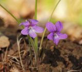 Viola dactyloides