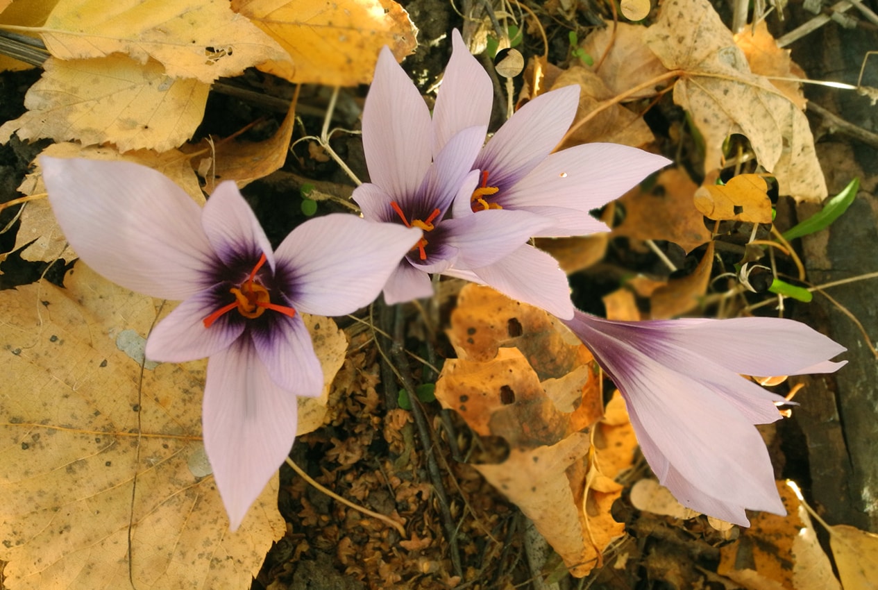 Image of Crocus mathewii specimen.