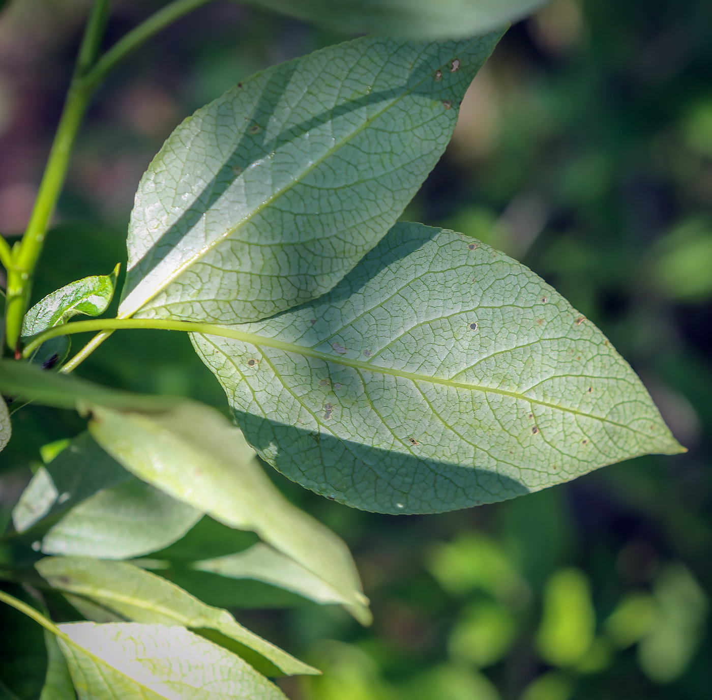 Image of genus Populus specimen.