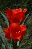 Tulipa greigii