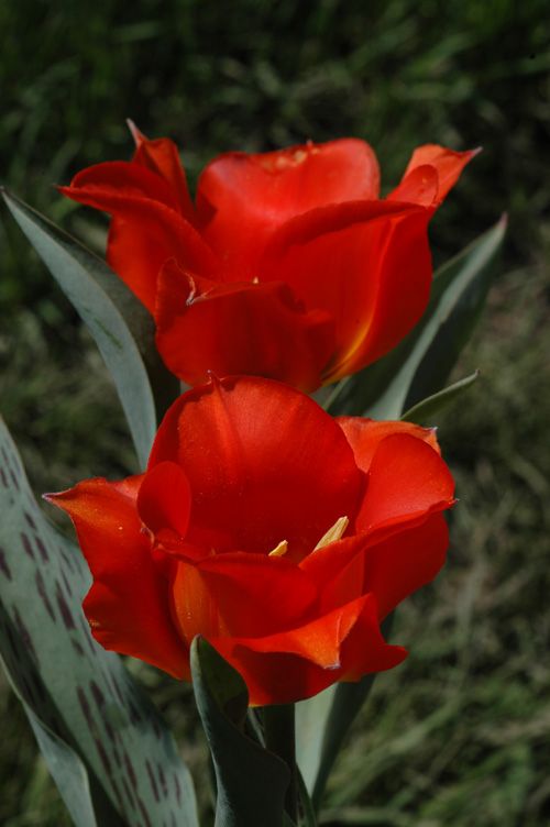 Image of Tulipa greigii specimen.