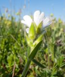 Cerastium purpurascens. Верхушка побега с соцветием с цветком и бутонами. Адыгея, Кавказский биосферный заповедник, Абадзешский перевал, ≈ 2000 м н.у.м., субальпийский луг. 13.06.2015.