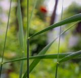 Elytrigia repens