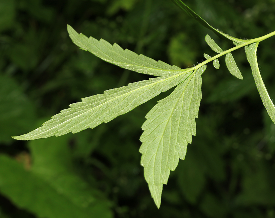 Image of Agrimonia granulosa specimen.