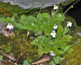 Pinguicula hirtiflora