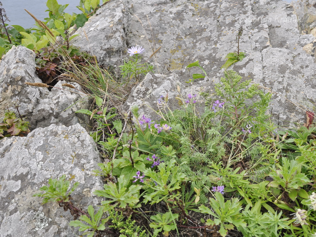 Image of Oxytropis mandshurica specimen.