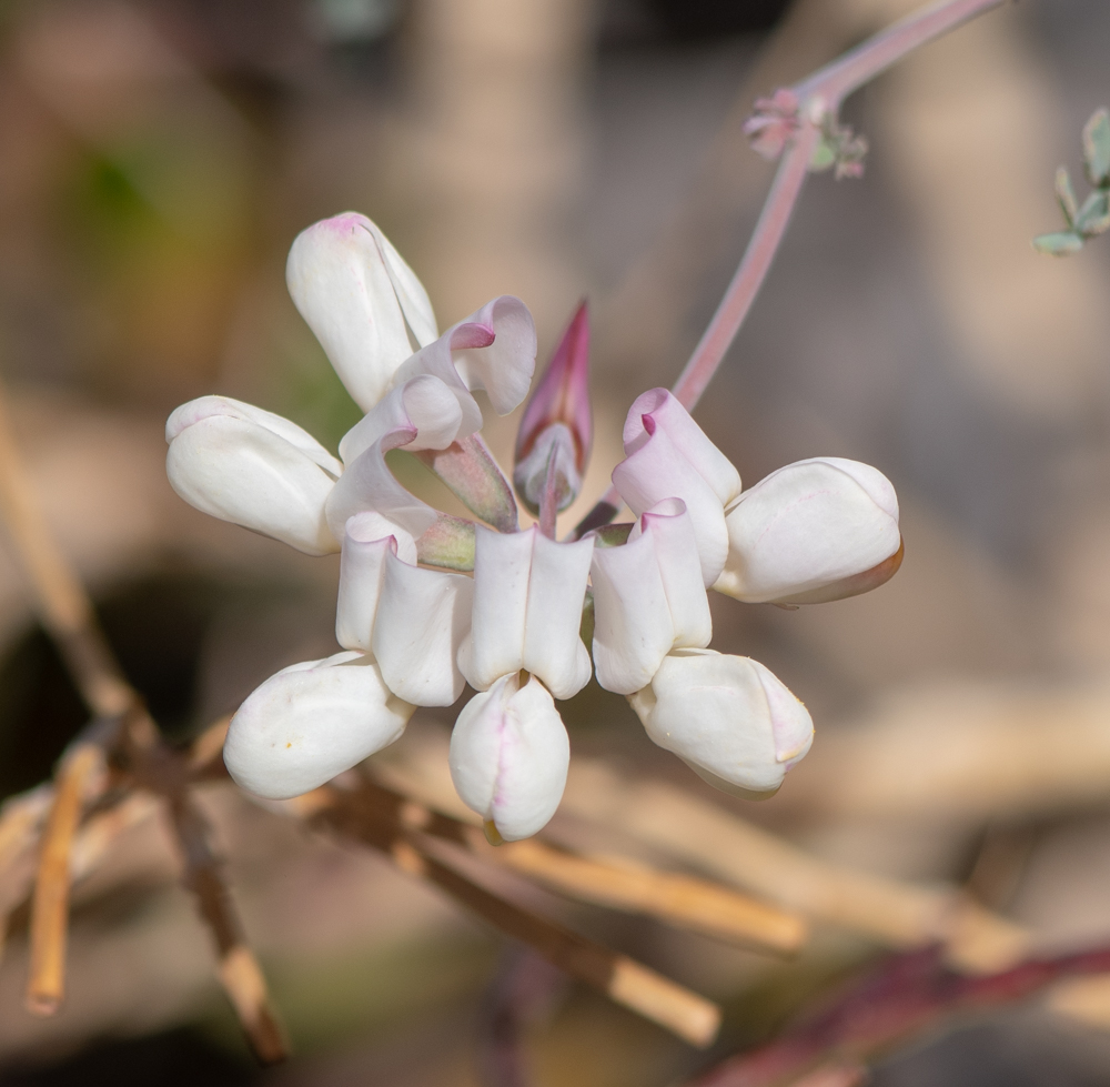 Image of Coronilla viminalis specimen.