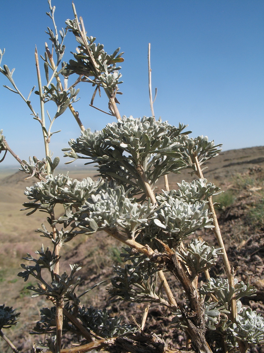 Image of genus Artemisia specimen.