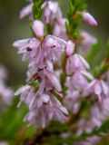 Calluna vulgaris. Побег с цветками в каплях росы. Тверская обл., Кимрский р-н, окр. дер. Бурцево, поляна в сосновом бору. 01.08.2020.