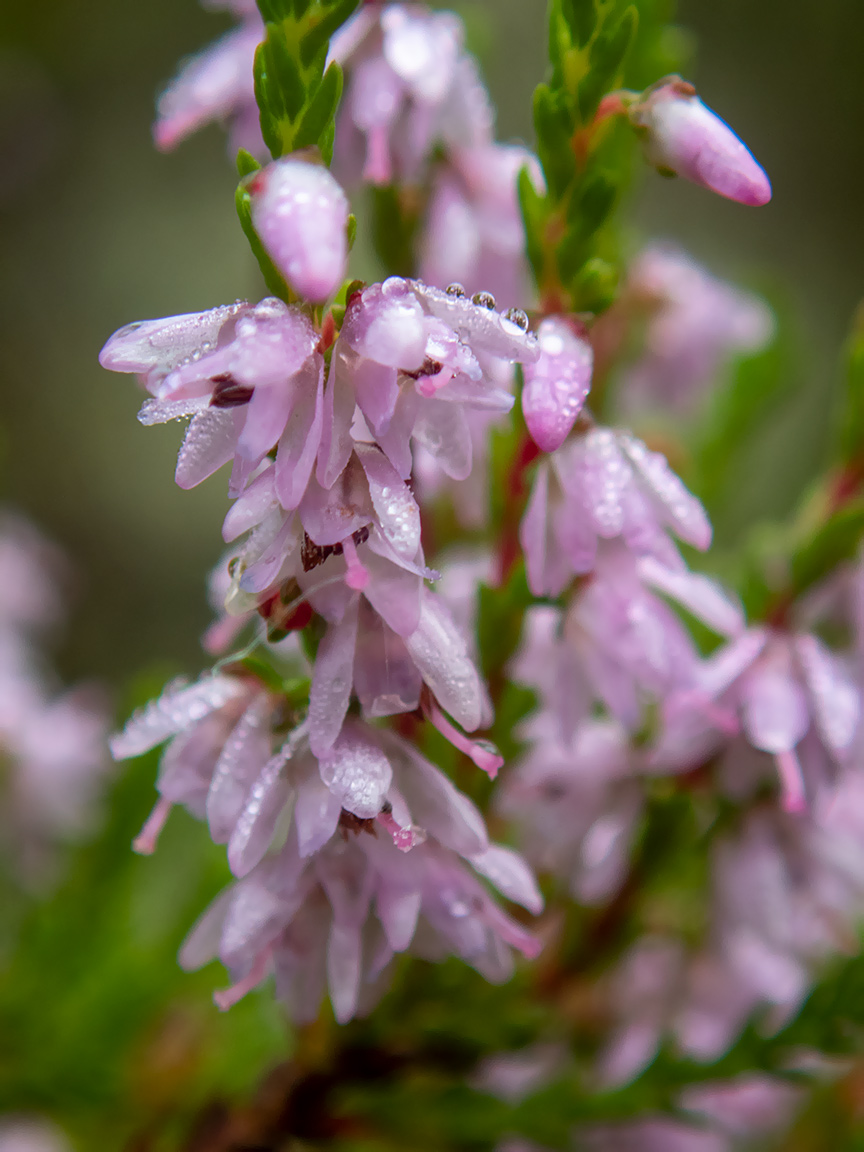 Image of Calluna vulgaris specimen.