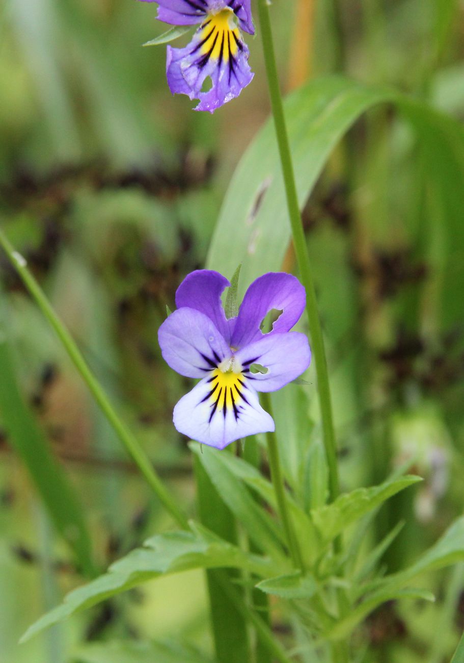 Image of Viola tricolor specimen.
