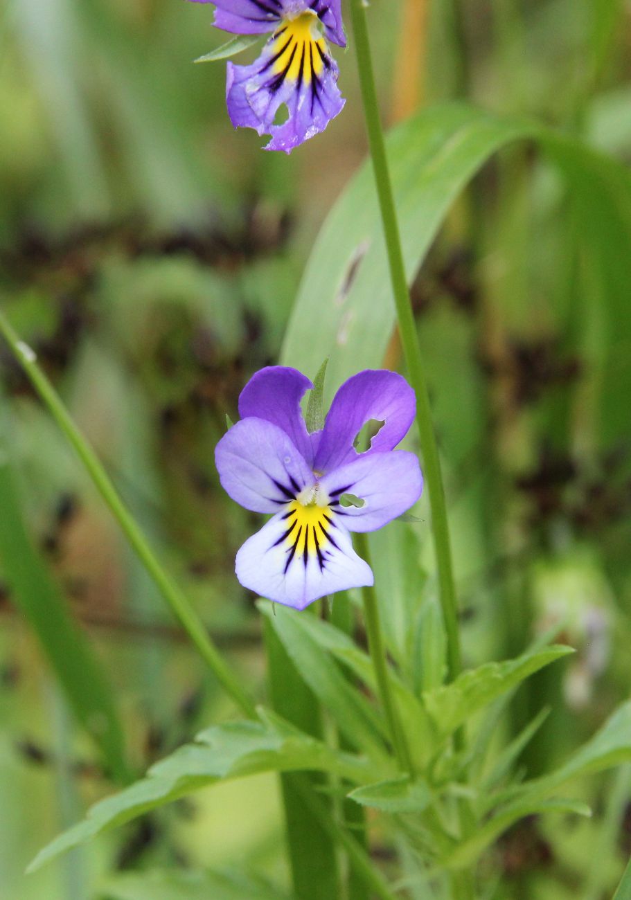 Изображение особи Viola tricolor.