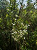 Erigeron annuus. Верхушка растения с цветущими и высохшими побегами. Башкортостан, Гафурийский р-н, окр. дер. Толпарово, долина р. Зилим, заросшая луговой растительностью речная терраса. 2 сентября 2020 г.