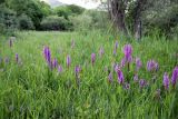 Dactylorhiza umbrosa