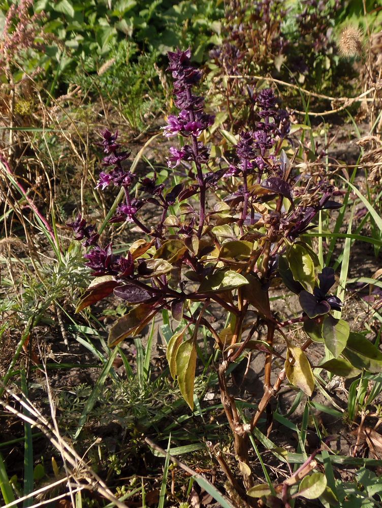 Изображение особи Ocimum basilicum.