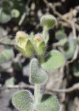 Antirrhinum molle. Верхушка побега с бутонами. Испания, Каталония, пров. Барселона, комарка Бергеда, муниципалитет Сальдес, подножие горы Педрафорка, окр. смотр. площадки \"Гресолет\", 1557 м н.у.м., каменистый склон северной экспозиции. 16.07.2020.