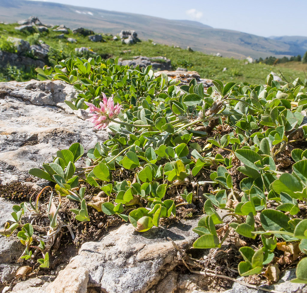 Image of Trifolium ambiguum specimen.