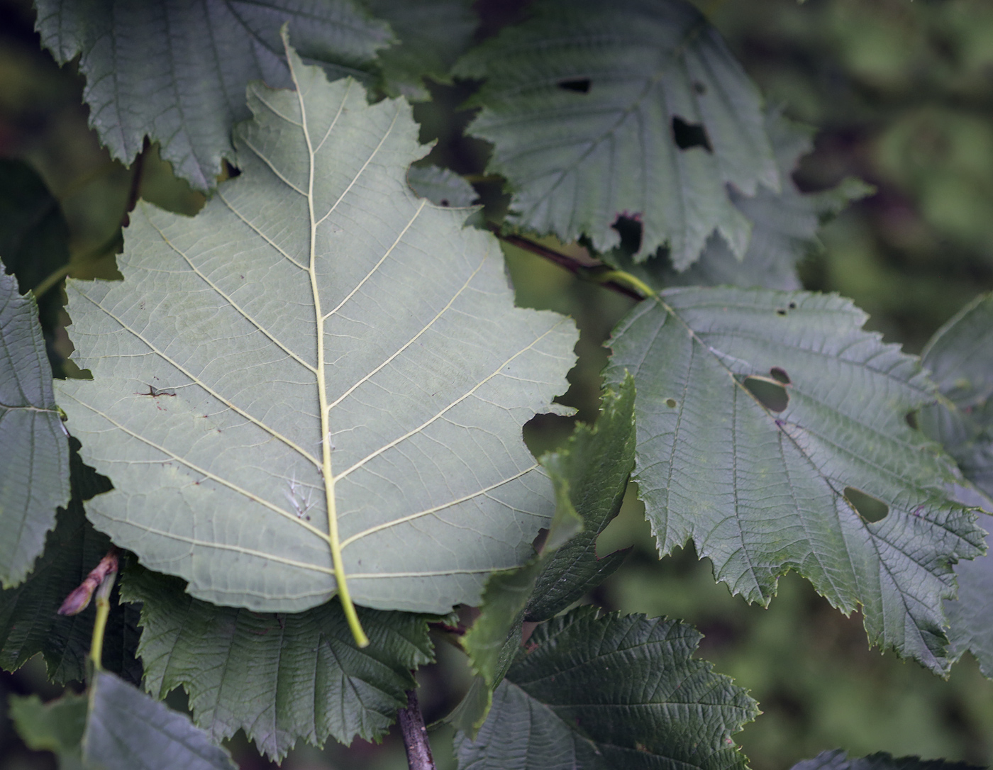 Изображение особи Alnus hirsuta.