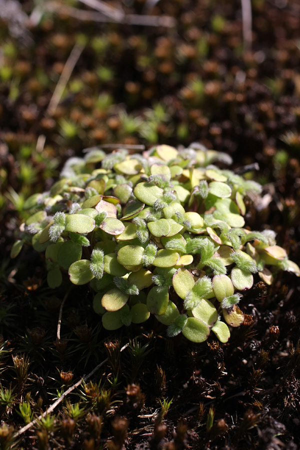 Image of class Magnoliopsida specimen.