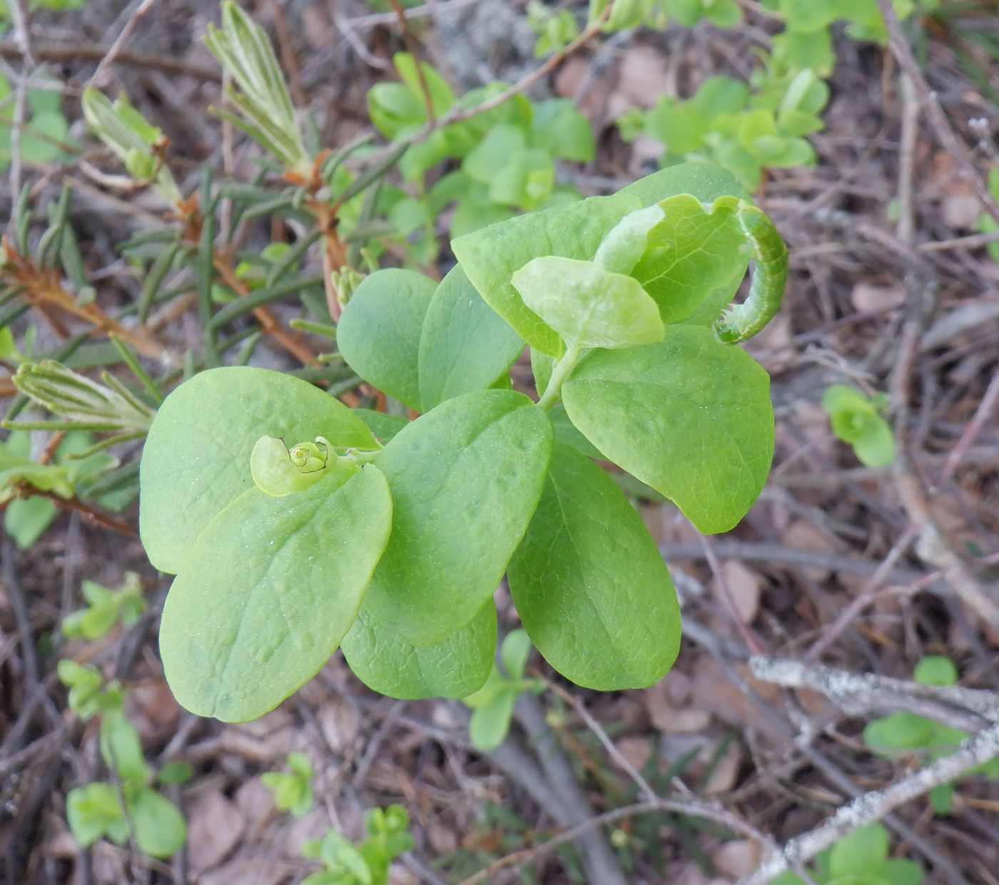 Image of Vaccinium uliginosum specimen.