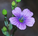 Linum stelleroides