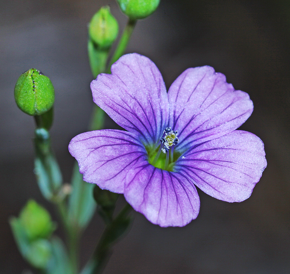 Image of Linum stelleroides specimen.