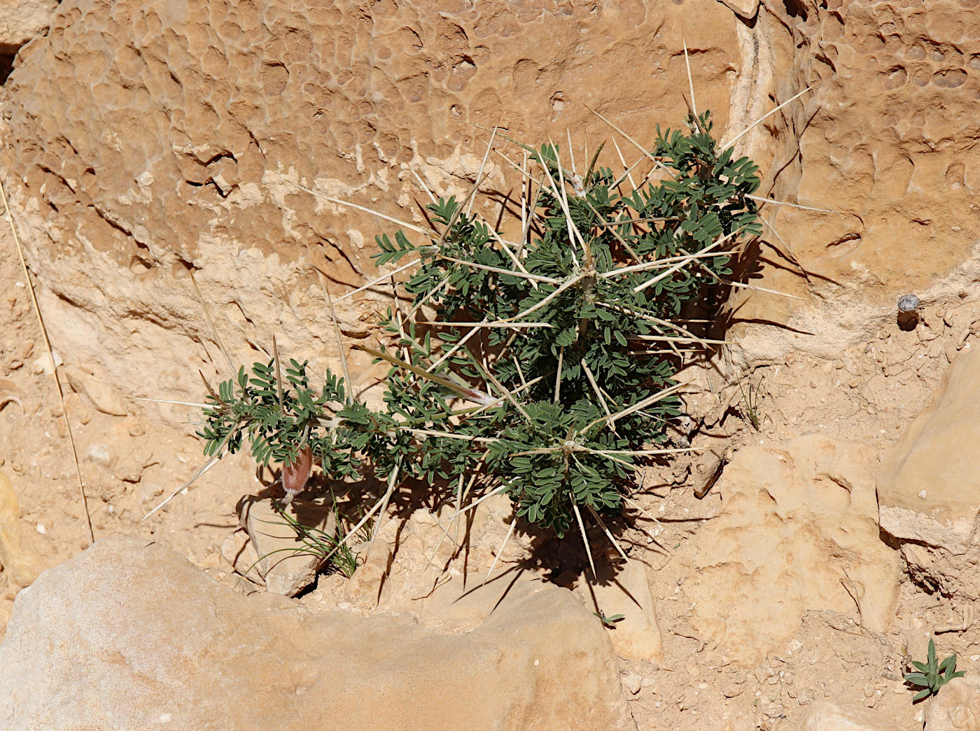 Изображение особи Astragalus spinosus.