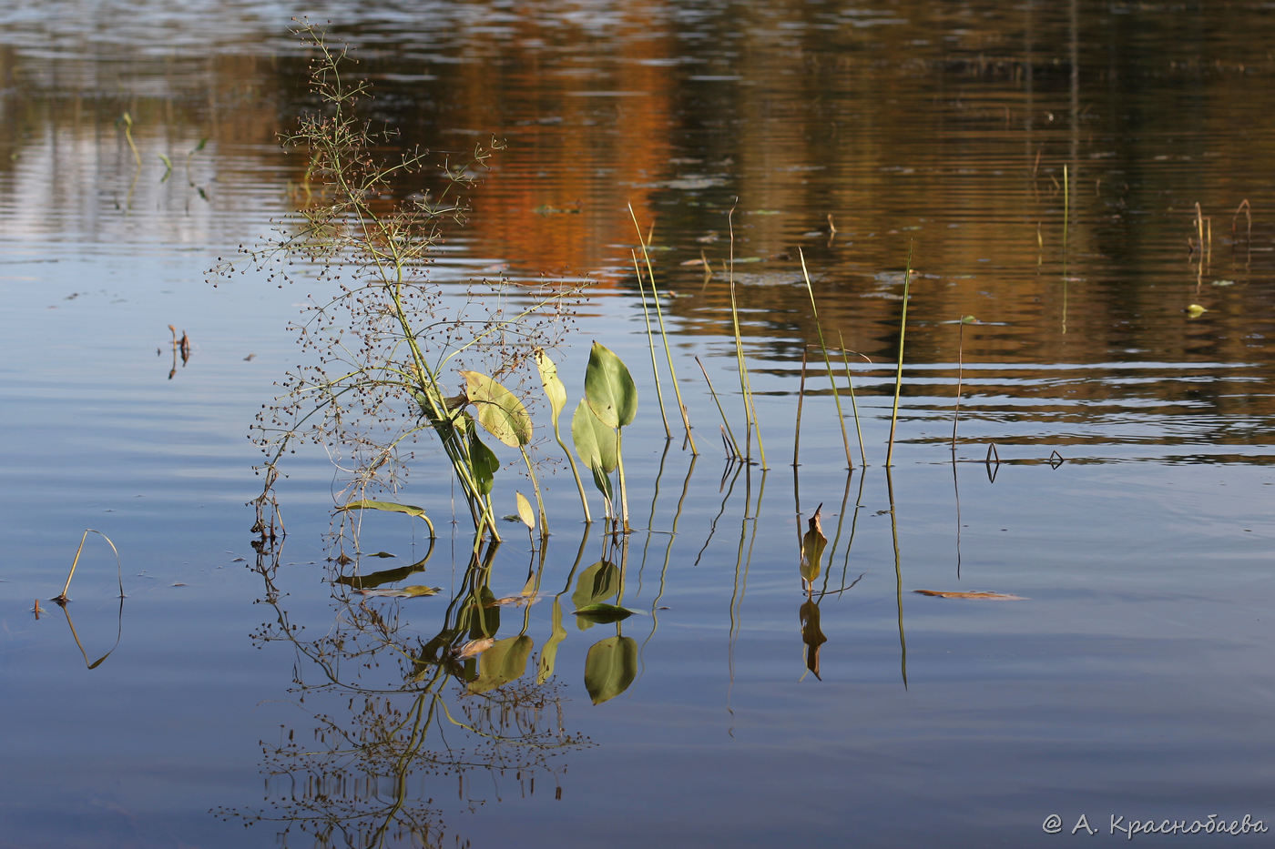 Image of Alisma plantago-aquatica specimen.