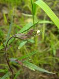 Epilobium palustre