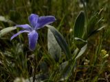 Vinca herbacea