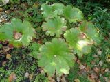 Darmera peltata