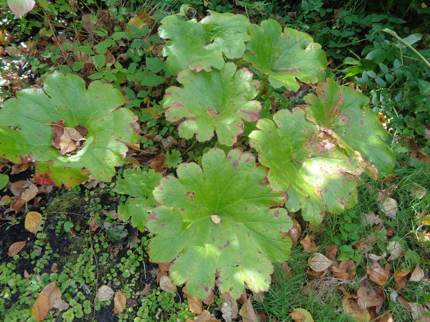 Image of Darmera peltata specimen.