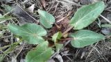 Eryngium planum