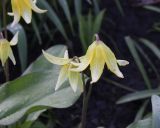 Erythronium tuolumnense
