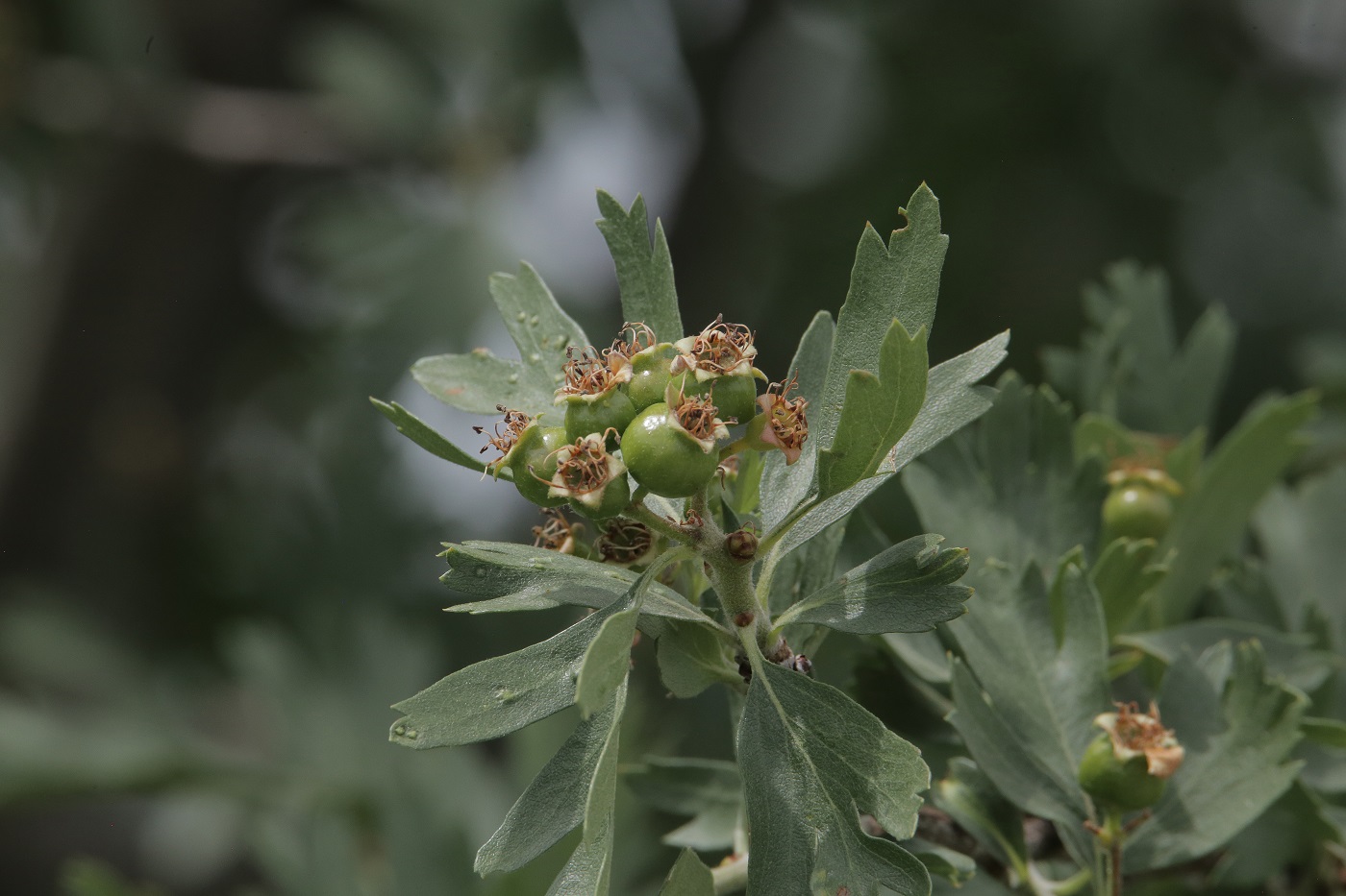 Изображение особи Crataegus pontica.