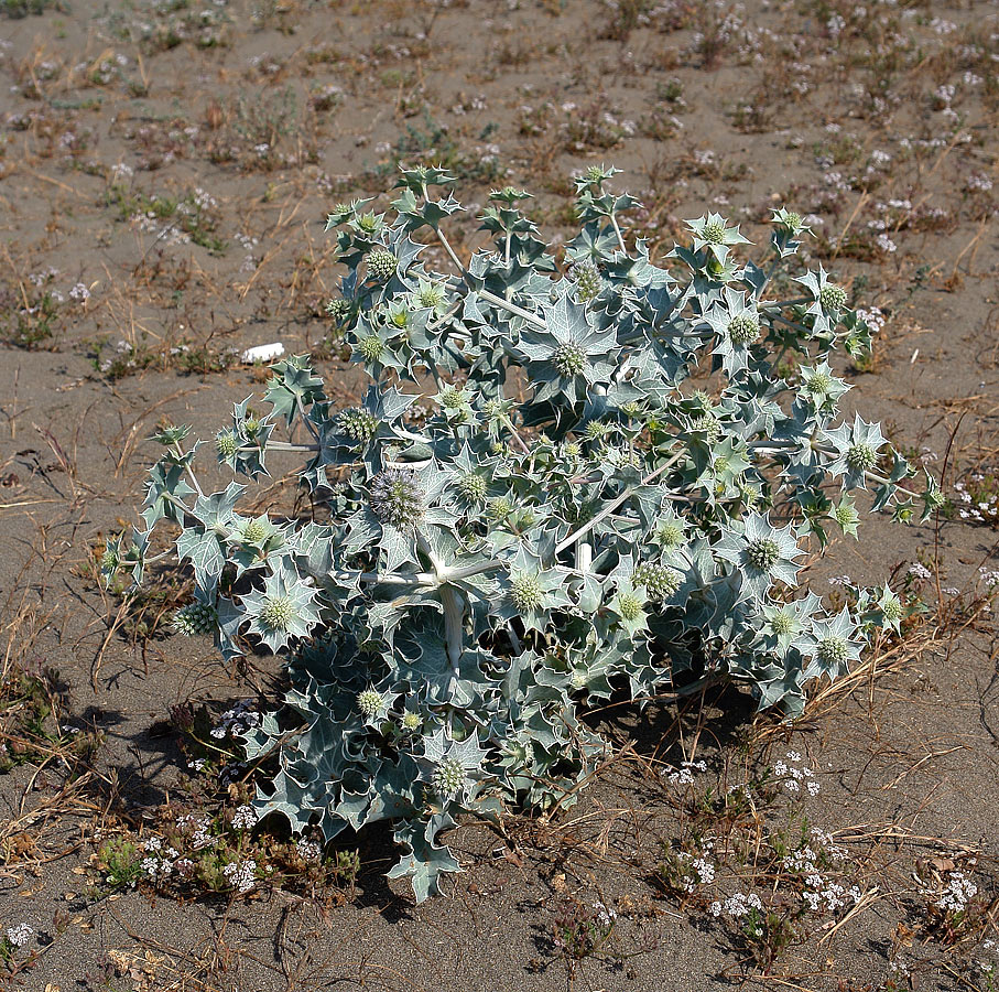 Image of Eryngium maritimum specimen.