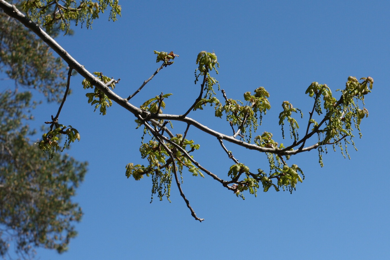 Изображение особи Quercus robur.