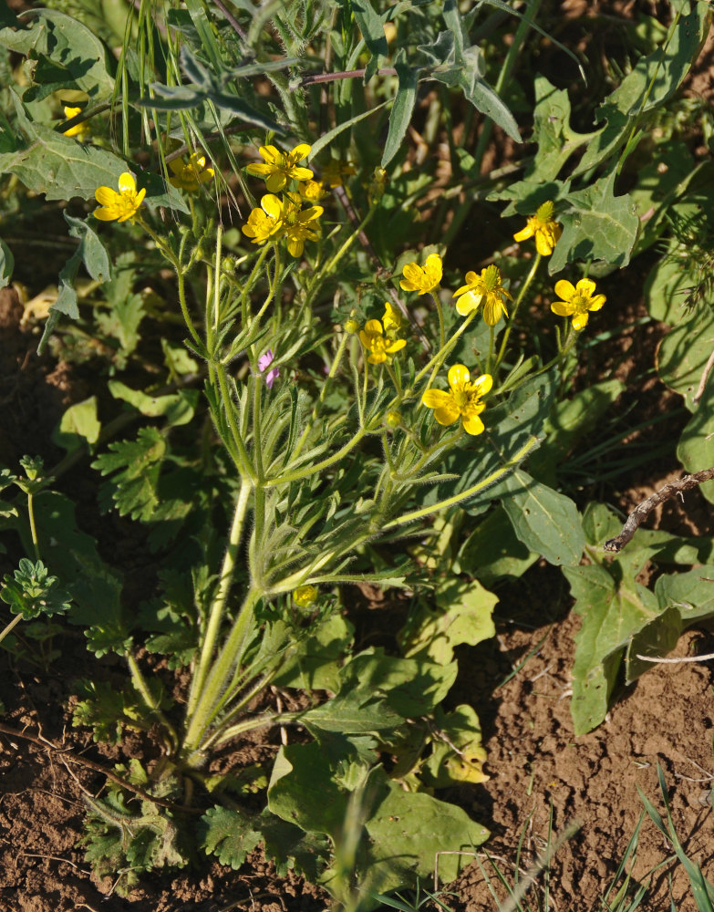 Изображение особи Ranunculus oxyspermus.