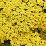 genus Achillea. Соцветия. Германия, г. Дортмунд, Westfalenpark. Июль.