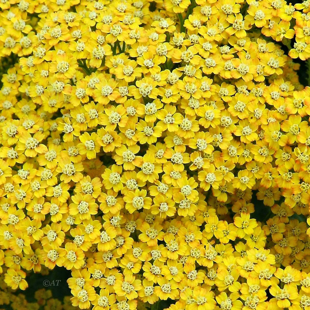 Изображение особи род Achillea.