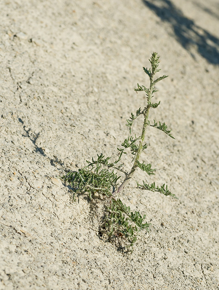 Image of genus Centaurea specimen.