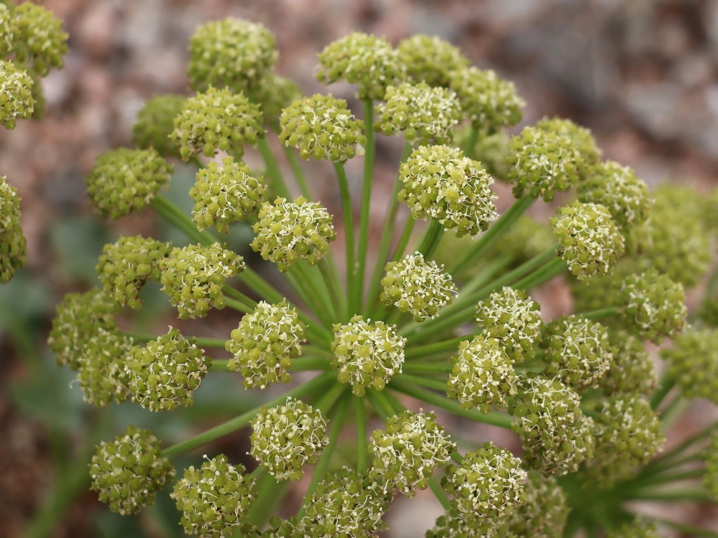 Image of Archangelica brevicaulis specimen.