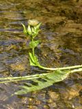 Cirsium oleraceum. Соцветие и часть стебля растения, упавшего в ручей. Кировская обл., Советский р-н, Береснятский БГК. 24.07.2021.