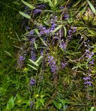 Hardenbergia comptoniana