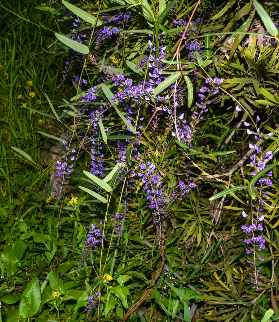 Image of Hardenbergia comptoniana specimen.
