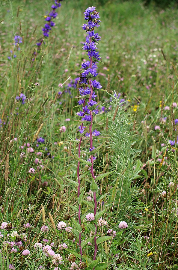 Image of Campanula cephalotes specimen.